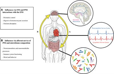 Childhood ADHD, Going Beyond the Brain: A Meta-Analysis on Peripheral Physiological Markers of the Heart and the Gut